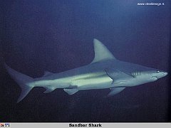 GCSR046-Sandbar_Shark copia
